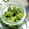 for "recreational marijuana" Poll